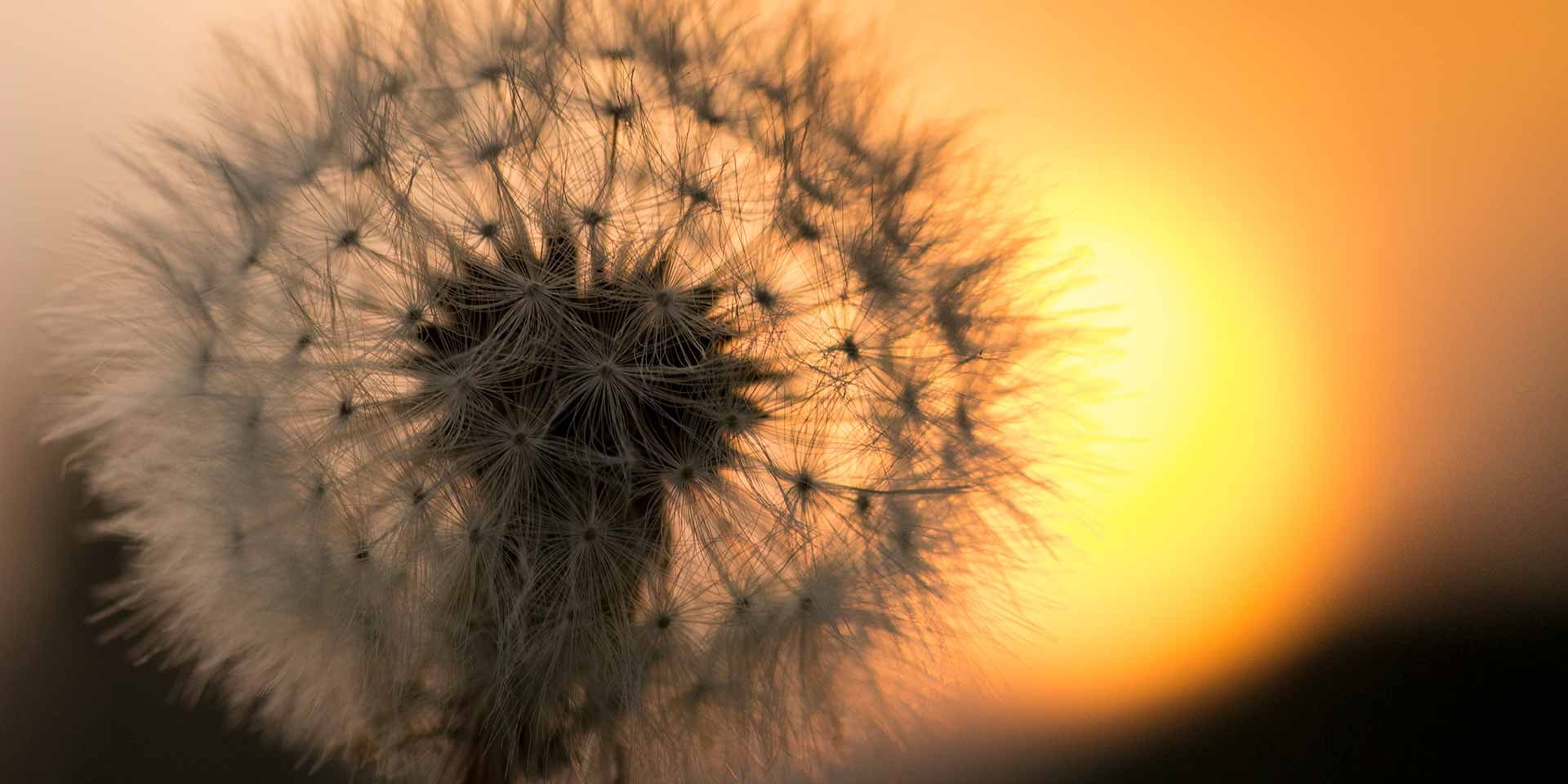 dandelion-flower